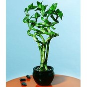 Good Luck - Live Curly Bamboo Plants