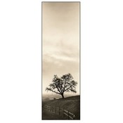Sentinel Oak Tree