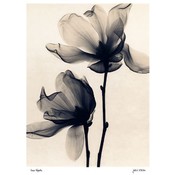 Saucer Magnolia Wholesale Bulk