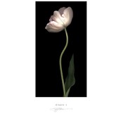 Grace I(Pack of 1)