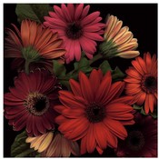 Jubilee I Wholesale Bulk
