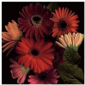 Jubilee II Wholesale Bulk