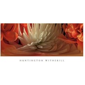 Dahlias #4 Wholesale Bulk
