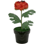 Potted Plant - Fiery Buttercup