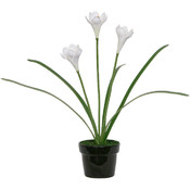 Potted Plant - White Iris