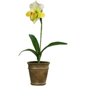 Potted Plant - Lady Slipper