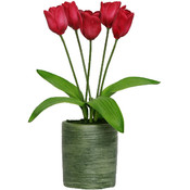 Potted Plant - Dutch Tulips