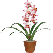 Potted Plant - Cymbidium Promises