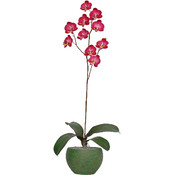 Potted Plant - Sweetheart Orchid
