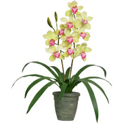 Potted Plant - Sunny Cymbidium