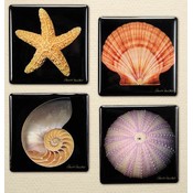 Square Shell Magnet 4 Styles