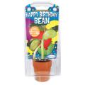 Happy Birthday Bean