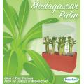 Madagascar Palm