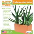 Indispensable Aloe