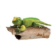 12" Iguana W/Picture Hang Tag