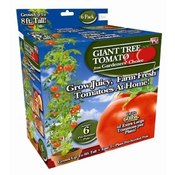 Giant Tree Tomatoes from Gardners Choice 6 pk