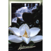 Arkansas Postcard 12164 Arkansas Magnolia Wholesale Bulk
