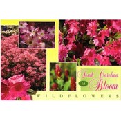 South Carolina Postcard- Wildflowers Multiview