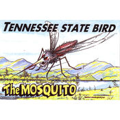 Tennessee Postcard- State Bird