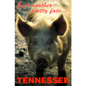 Tennessee Postcard- Pretty Face