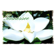 Tennessee Postcard- Magnolia