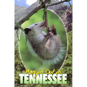 Tennessee Postcard- Hangin Out