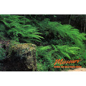 Missouri Postcard 12826 Wild Fern Grows