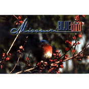 Missouri Postcard 12847 Missouri Bluebird