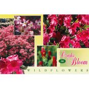 Ozarks Postcard 13031 Ozark Wildflowers Wholesale Bulk