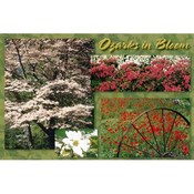 Ozarks Postcard 13032 Ozark In Bloom Wholesale Bulk