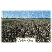 Louisiana Postcard 13218 White Gold