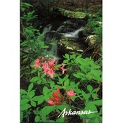 Arkansas Postcard Ar149 Kings River Trail Wholesale Bulk