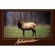 Arkansas Postcard Ar165 Arkansas Elk Wholesale Bulk