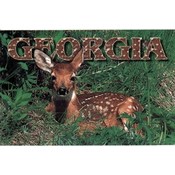 Georgia Postcard Ga107 Georgia Fawn Wholesale Bulk