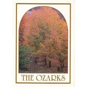 Jenkins Ozarks Vertical Postcard- Fall Trees Wholesale Bulk