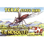Texas Postcard Tx101 Texas State Bird