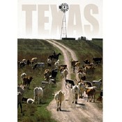 Texas Postcard Tx125 Cattle