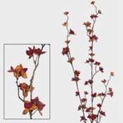 Case of 72 29" "Dried" Bittersweet Stems