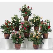 Wholesale Artificial Plants and Flowers