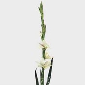 Case of 72 30" Mini Gladiola Stems - Cream