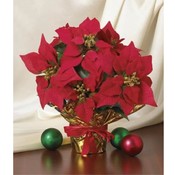 15"H Red Potted Christmas Poinsettia