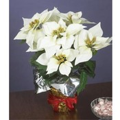 15"H White Silk Potted Christmas Poinsettia