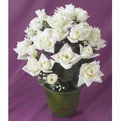 KIGI 18'H White Rose Bush With Pot Wholesale Bulk