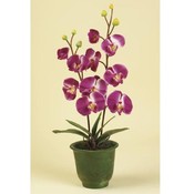 Kigi 28' Everlasting Orchid with Pot Wholesale Bulk