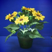 KIGI 13'H Sunflower With Pot Wholesale Bulk