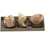 Whelk, Conch, &amp; Nautilus Novelty Candle Set