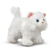 Pixie Persian Cat