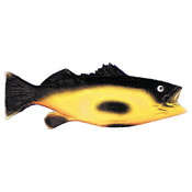 Rubber Fish