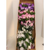 Azalea Stems - Assorted Colors