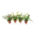 12" Potted Fern - Set of 4